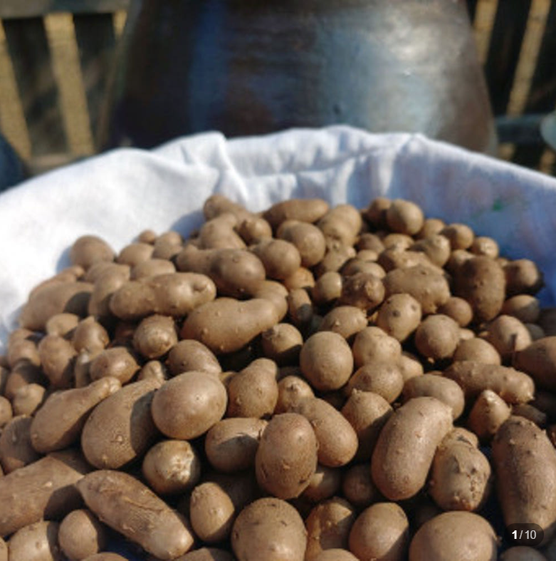 햇마씨앗 영여자 마종자 3kg, 1개