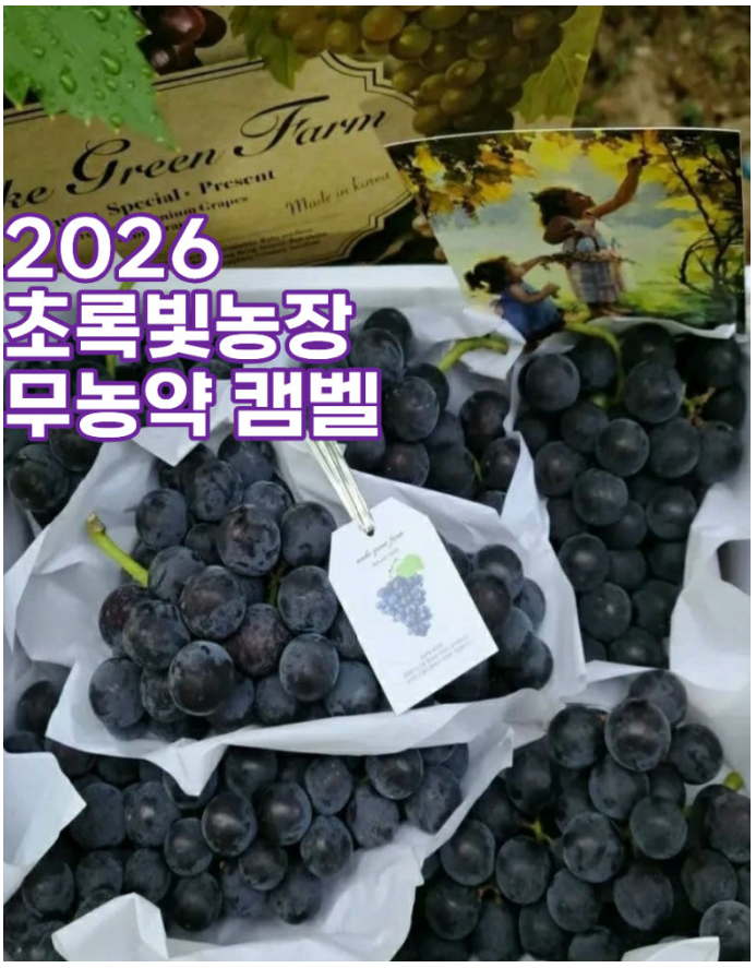 친환경 무농약 캠벨포도 고당도 제철 켐벨 과일선물세트 임산부과일 추석선물세트 산지직송
