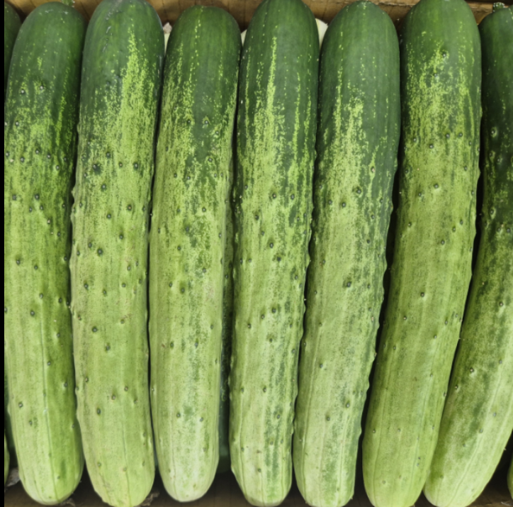 [농할쿠폰] 국내산 백다다기 오이 1kg 2kg 3kg 특품