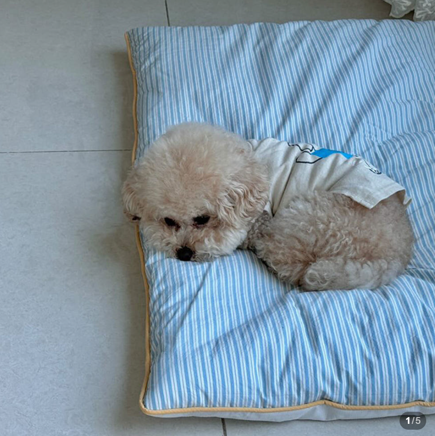 파마파미 스트라이프 강아지 방석 털안붙는 고양이 통세탁 애견 대형견 고밀도